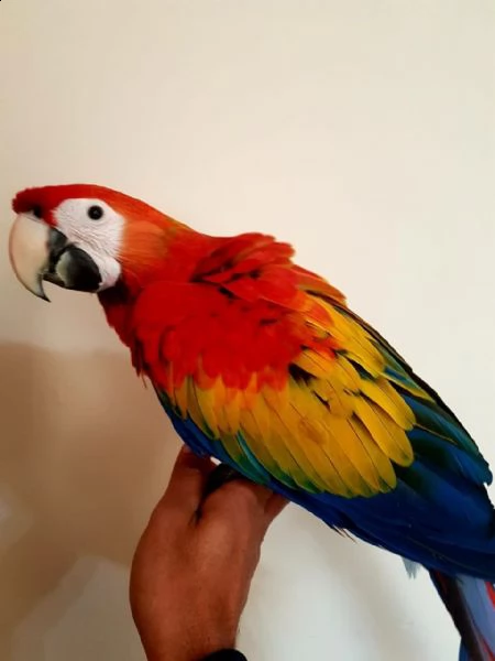 pappagalli 4 mesi ara allevati a mano