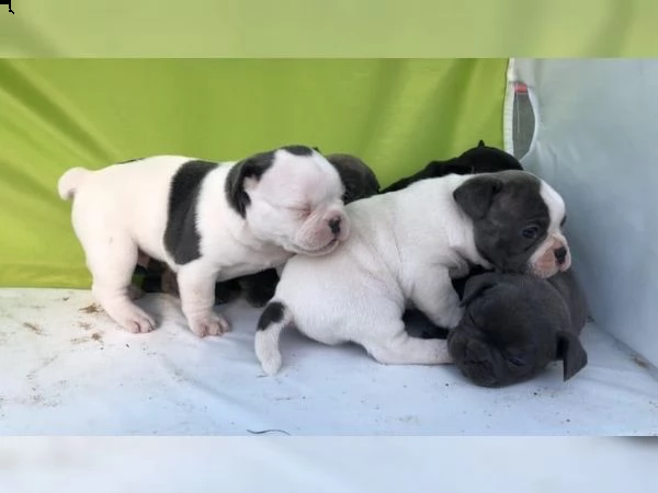 cuccioli di bulldog francese in buona salute.