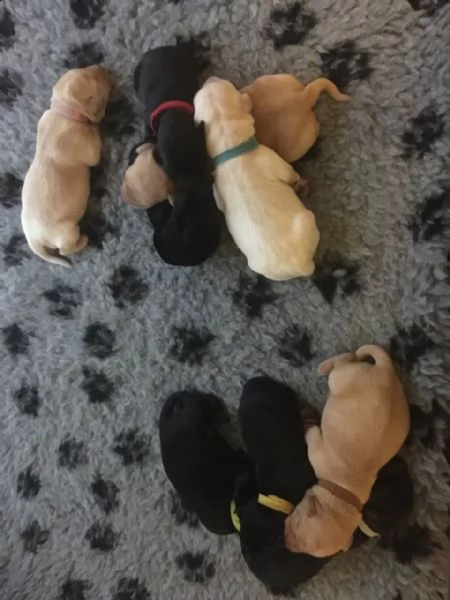 meravigliosi cuccioli splendidi cuccioli di labrador 70 giorni