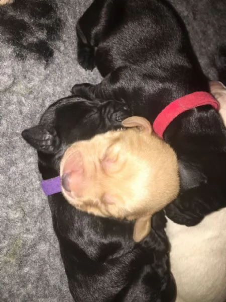 meravigliosi cuccioli splendidi cuccioli di labrador 70 giorni | Foto 2