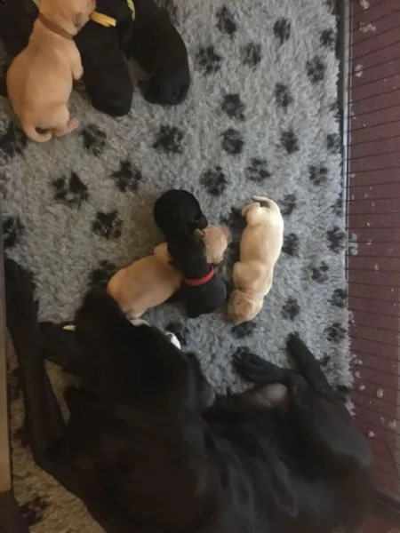 meravigliosi cuccioli splendidi cuccioli di labrador 70 giorni | Foto 1