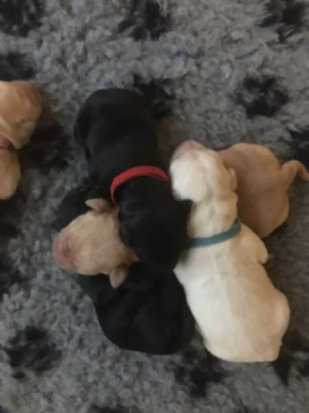 meravigliosi cuccioli splendidi cuccioli di labrador 70 giorni | Foto 0