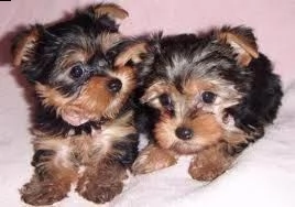 yorkie