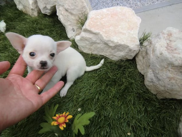 adorabile cuccioli chihuahua da assegnato