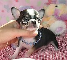 cucciolo di  chiwawa mini mini toy perfettissimo eccellentissimo 