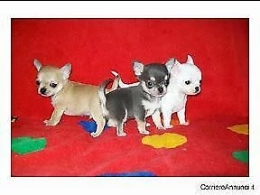cucciolo di chiwawa mini toy perfettissimo eccellentissimo e bravissimo