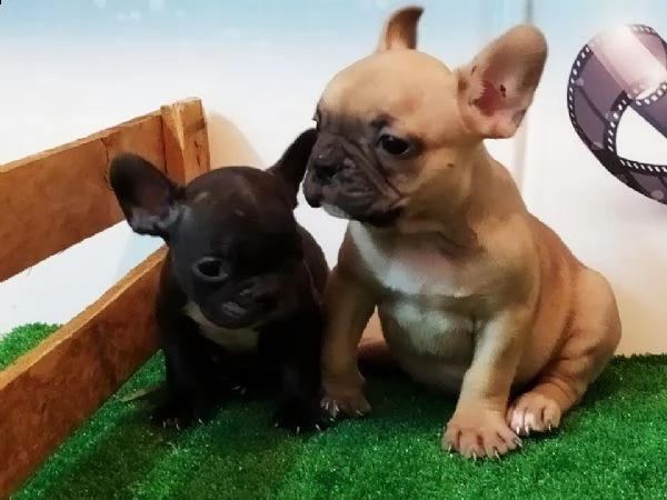 disponibile bellissimi cuccioli di bulldog francese sono cani italiani nati e cresciuti in casa 