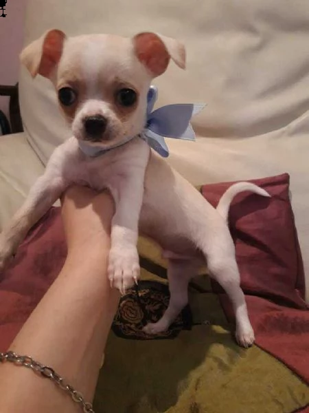  chihuahua ////// chihuahua 
