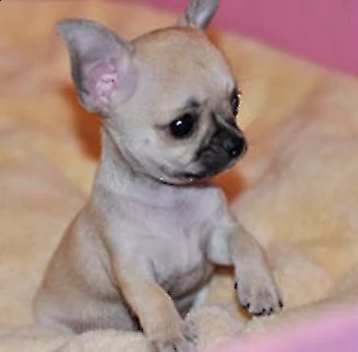 favolosi cucciolini chihuahua toy felicissimi favolosissimi e serenissim