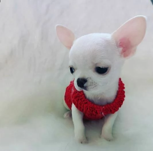 teneri cucciolini chihuahua mini sanissimi bellissimi e piccolissimi di 2 mesi 