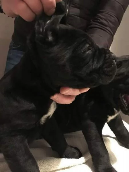 disponibili bellissimi e selezionati  bulldog f