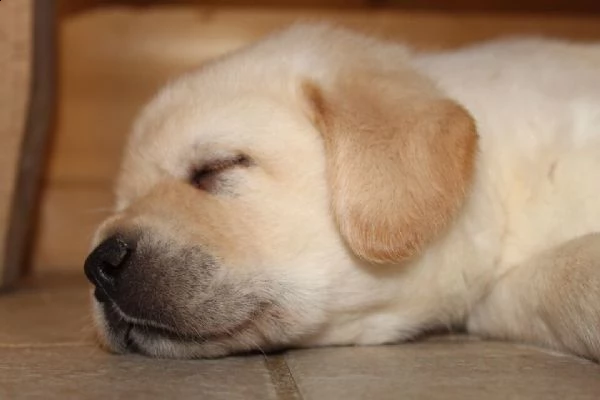  cucciolata di labrador retriever miele 