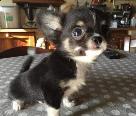 teneri cucciolini chihuahua bellissimo purissimo e calmissimo di 2 mesi e mezzo