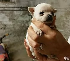 cucciolo di pincher chiwawa mini toy perfettissimo intrigantissimo e bravissimo