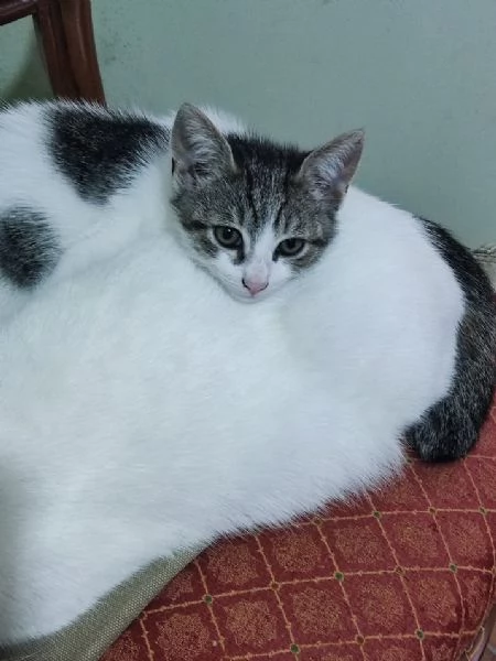 Micetta cerca casa | Foto 4