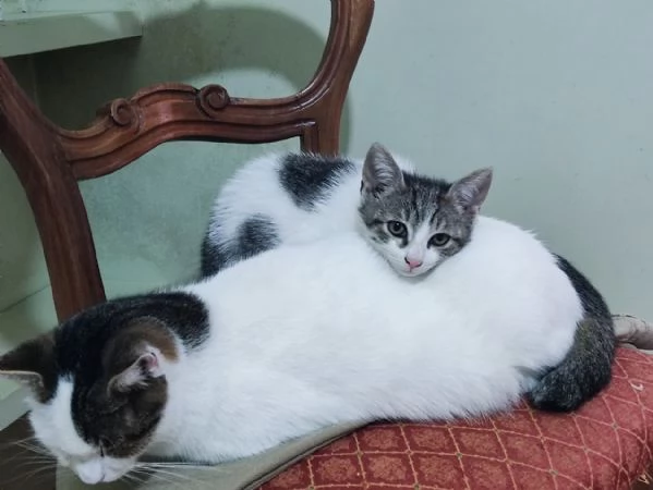 Micetta cerca casa | Foto 2