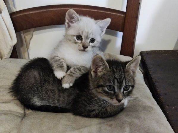 Bellissimi micetti  | Foto 5