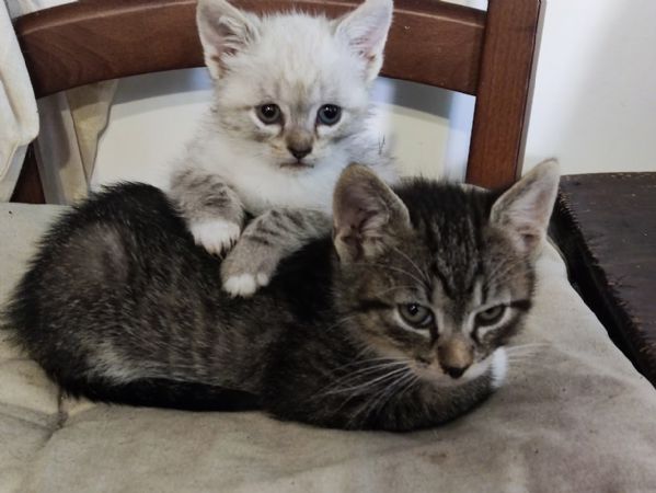 Bellissimi micetti  | Foto 2