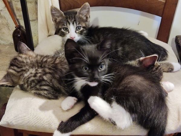 Bellissimi micetti  | Foto 1