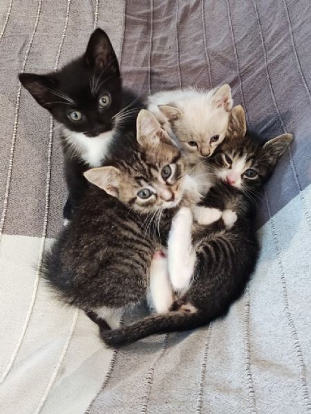 Bellissimi micetti  | Foto 1