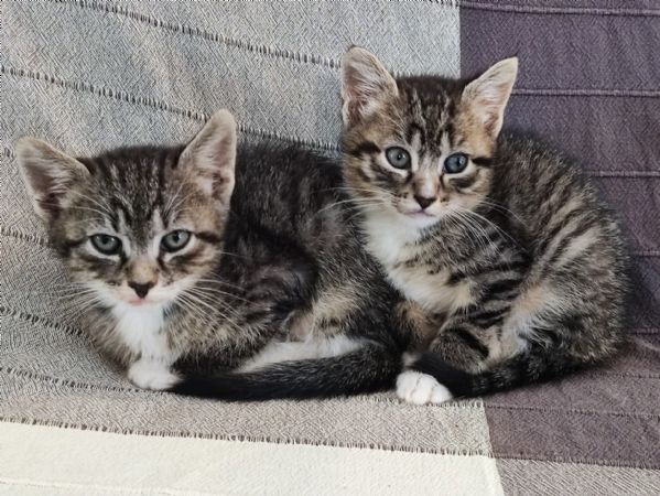 Bellissimi micetti  | Foto 0