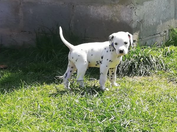cuccioli dalmata con microchip e pedigree | Foto 4