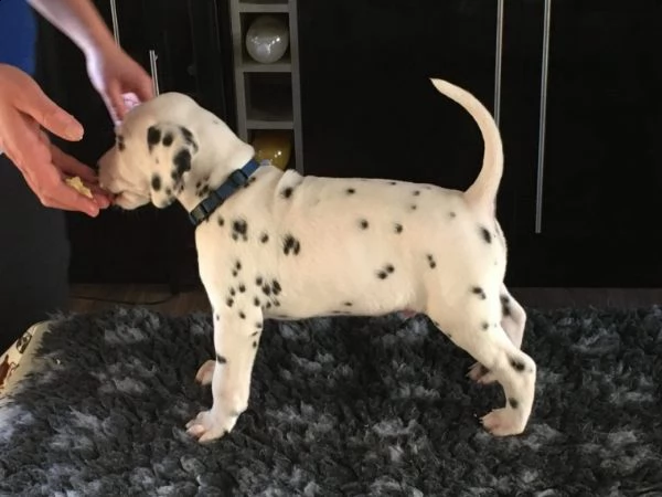 cuccioli dalmata con microchip e pedigree | Foto 3