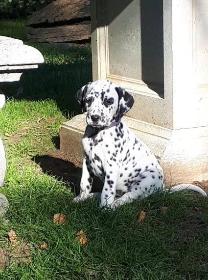 cuccioli dalmata con microchip e pedigree | Foto 2