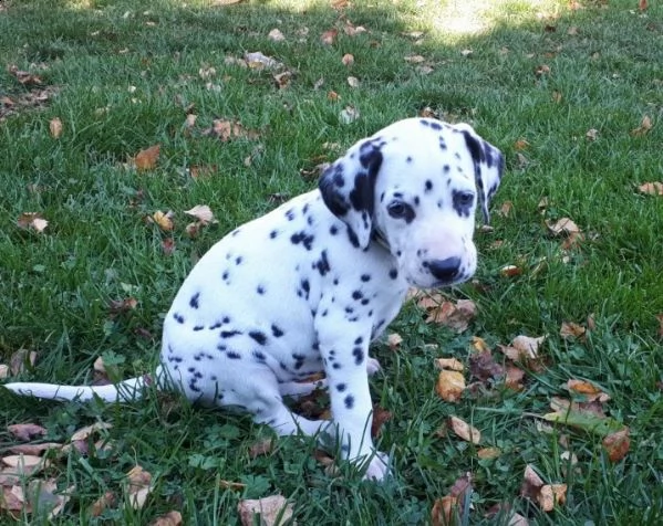 cuccioli dalmata con microchip e pedigree | Foto 1
