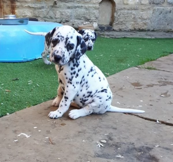 cuccioli dalmata con microchip e pedigree