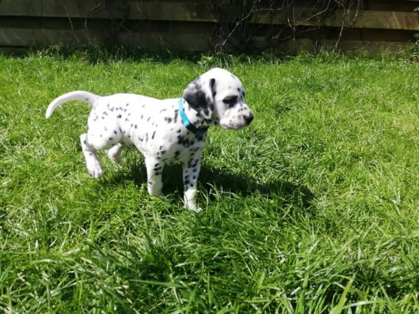 cuccioli dalmata con microchip e pedigree | Foto 0