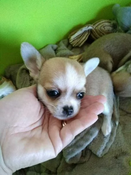 cedesi cuccioli di chihuahua a pelo corto a 70 giorni sverminati vaccinati 