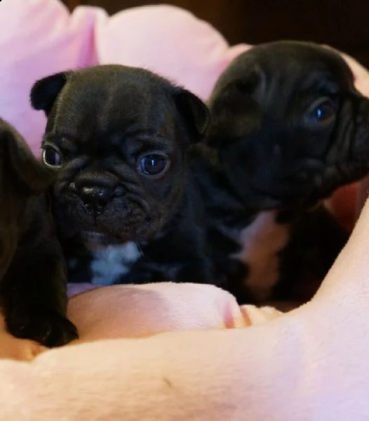  cuccioli bouledogue francese con pedigree 