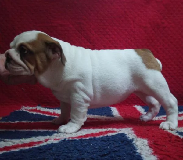  cuccioli bulldog inglese con pedigree enci 