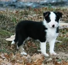 cucciolo di beagle tenerissimi intrigantissimi e buonissimi di 70 giorni sia maschi che femmina otti