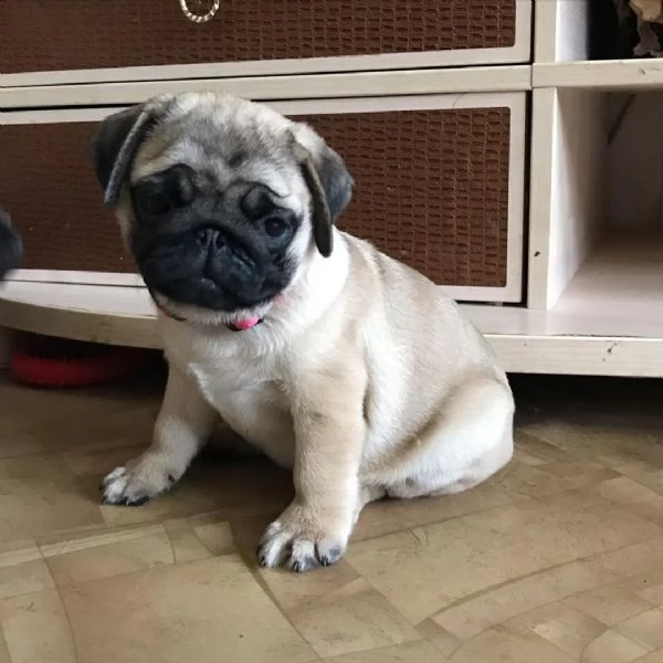 regalo carlino