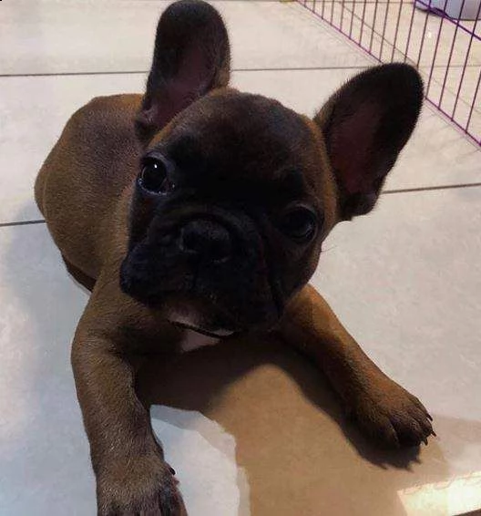 teneri cucciolini bulldog francese blu beliasi o tranquilissimo tranquilo