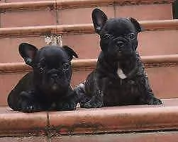 cucciolo di bull dog francese perfettissimo bellissimo e originalissimo 