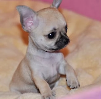 favolosi cucciolini chihuahua toy felicissimi favolosissimi e serenissimi 