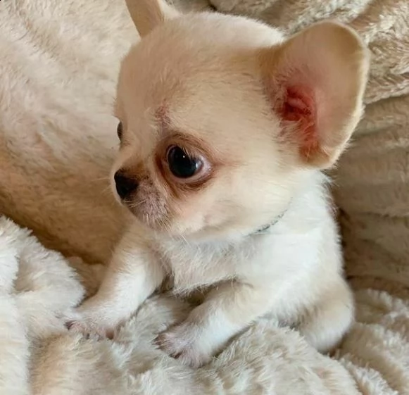 favolosi cuccioli di chiwawa toy testardissimi e sincerissimi di 80 giorni 