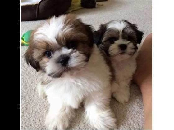 pelosetti cucciolini shitzu sanissimi dolcissimi e bellissimi di 2 mesi e mezzo 