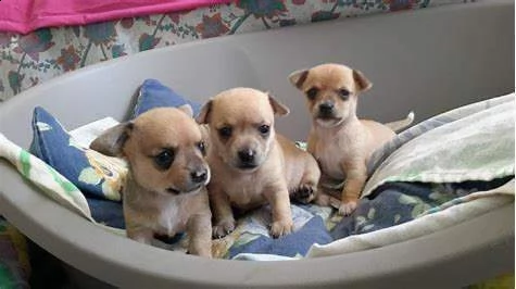 cucciolini mix chihuahua pincher mini di 2 mesi e mezzo
