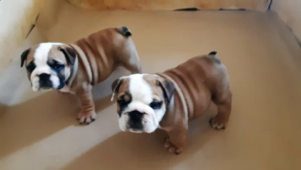 disponibili per prenotazione 2 cucciole di bulldog inglese le cucciole sono nate
