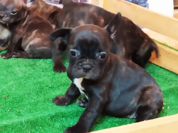 disponibile bellissimi cuccioli di bulldog francese sono cani italiani nati e cresciuti 