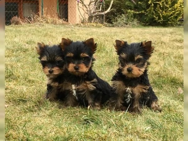 regalo adorabili cuccioli di yorkshire terrier