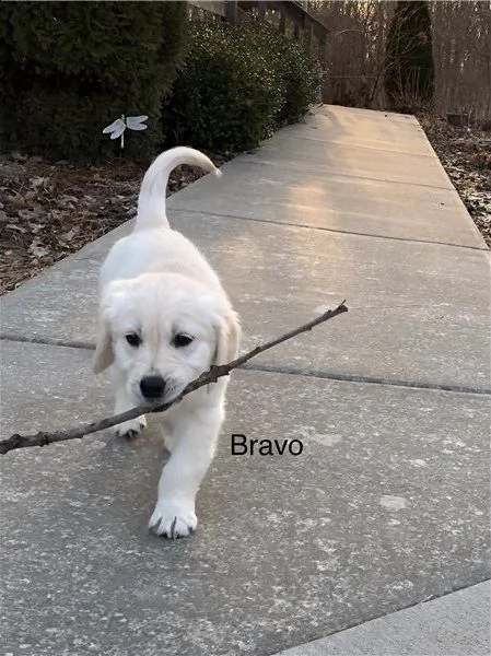 labrador miele - genitori italiani visibili | Foto 0