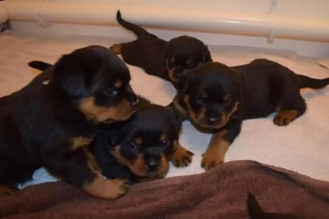cucccioli taglia media razza rottweiler ( rotti ) %% | Foto 2
