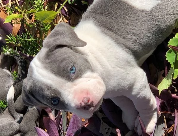 american pit-bull terrier,,