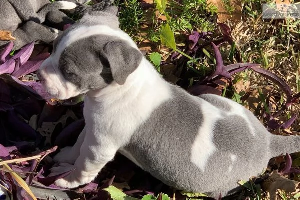 american pit-bull terrier,, | Foto 0