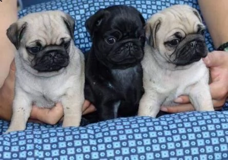 dolcezza cuccioli di carlino 